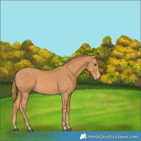 Horse Color:Chestnut Rabicano 