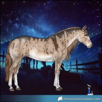 Horse Color:White Spotted Liver Red Dun Rabicano Brindle