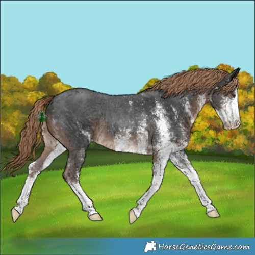 Horse Color:White Spotted Liver Chestnut Rabicano