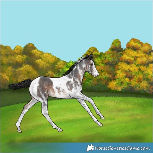 Horse Color:White Spotted Brown Tobiano 