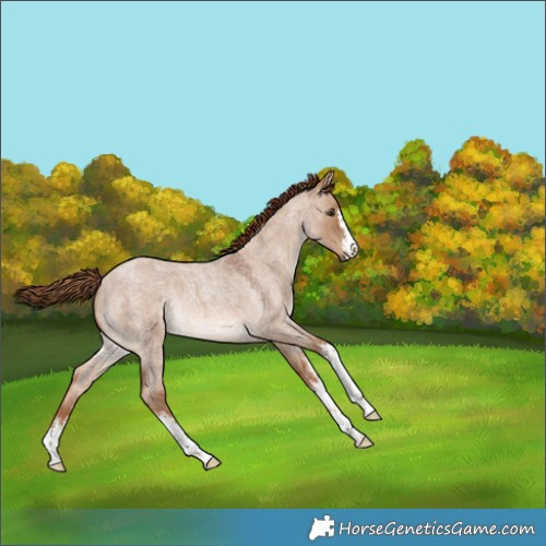 Horse Color:White Spotted Red Dun Roan Rabicano 