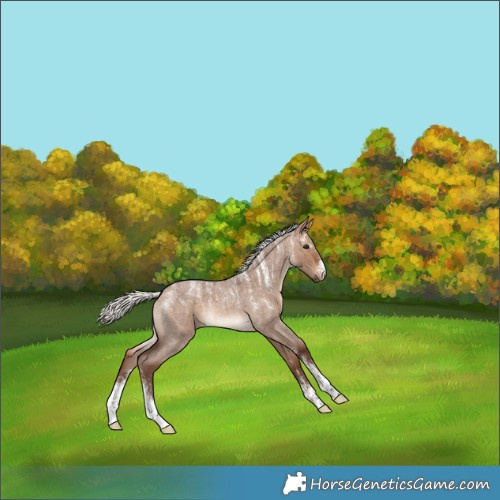 Horse Color:Powder White Silver Bay Roan Dun Rabicano