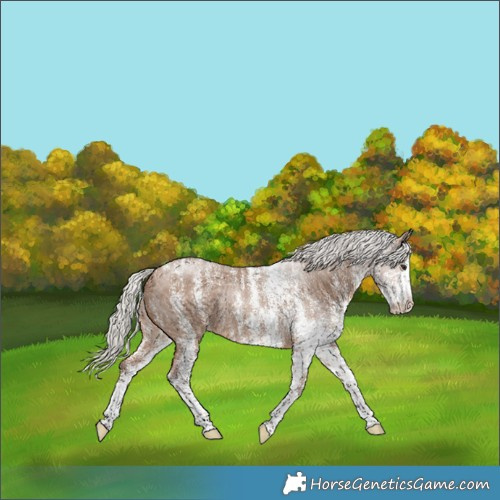 Horse Color:Powder White White Spotted Silver Bay Dun Rabicano 