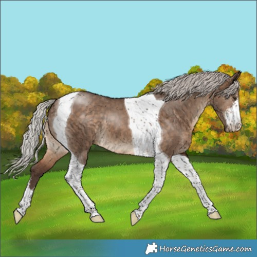 Horse Color:White Spotted Silver Brown Dun Tobiano 