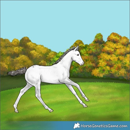 Horse Color:White Spotted Liver Chestnut 