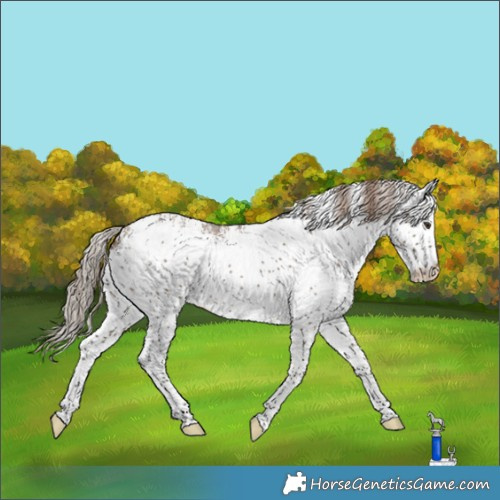 Horse Color:White Spotted Liver Red Dun 