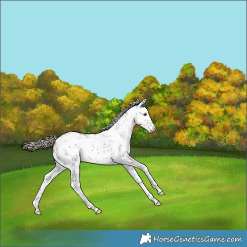 Horse Color:White Spotted Liver Red Dun 