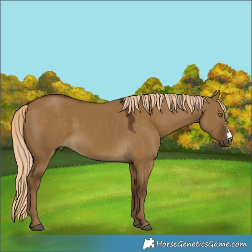Horse Color:Chocolate Palomino Dun Sabino 