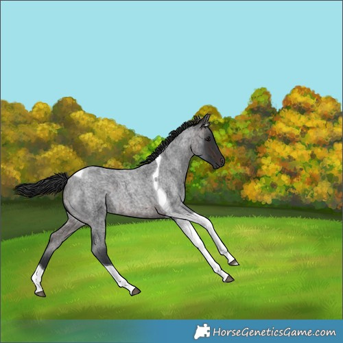 Horse Color:Brown Roan Tobiano