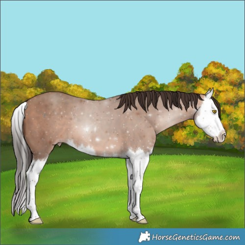 Horse Color:Sable Champagne Splash 