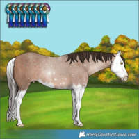 Horse Color:Sable Champagne Splash 