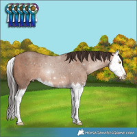 Horse Color:Sable Champagne Splash