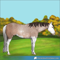 Horse Color:Sable Champagne Splash 