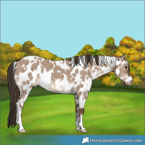 Horse Color:White Spotted Liver Red Dun Leopard Brindle 