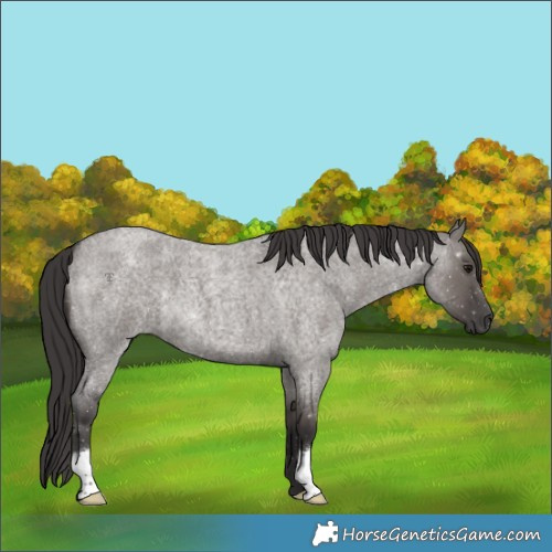 Horse Color:Smoky Grullo Roan 