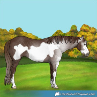 Horse Color:Gray Chestnut Sabino Frame