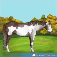 Horse Color:Gray Chestnut Sabino Frame