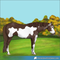 Horse Color:Gray Chestnut Sabino Frame 