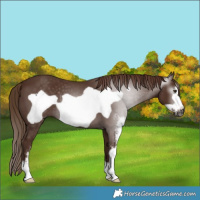 Horse Color:Gray Chestnut Sabino Frame