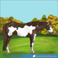 Horse Color:Gray Chestnut Sabino Frame 