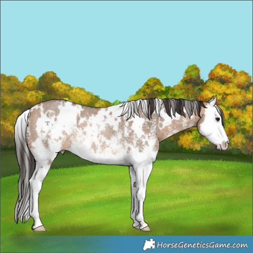 Horse Color:White Spotted Bay Dun Sabino Splash Rabicano 