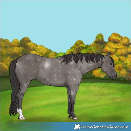Horse Color:Smoky Grullo 