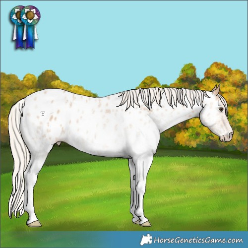 Horse Color:White Spotted Silver Bay Dun Near Leopard 