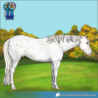Horse Color:White Spotted Silver Bay Dun Near Leopard 