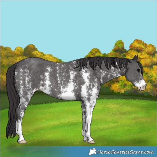 Horse Color:Smoky Black Sabino 