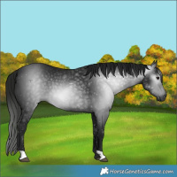 Horse Color:Gray Black Rabicano 
