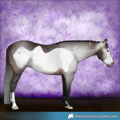 Horse Color:Gray Bay Frame Rabicano 