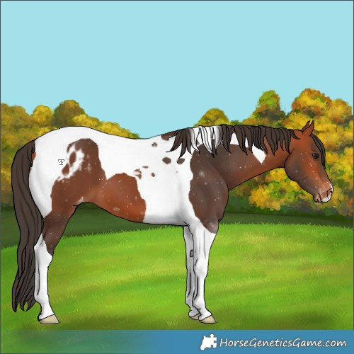 Horse Color:Bay Tobiano Blanket 