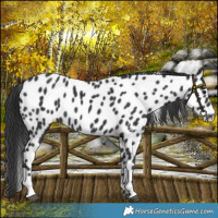 Horse Color:Black Leopard 