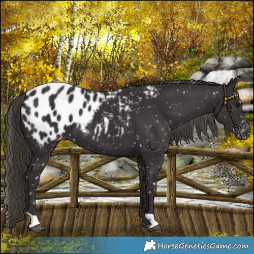 Horse Color:Smoky Black Blanket 