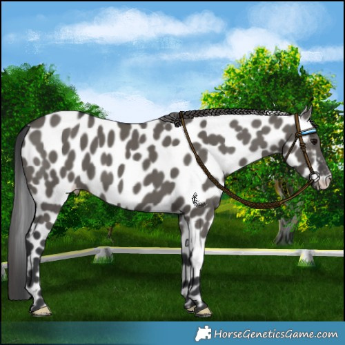 Horse Color:Grullo Appaloosa 