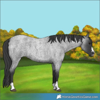 Horse Color:Blue Roan 