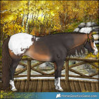 Horse Color:Buckskin Snowcap