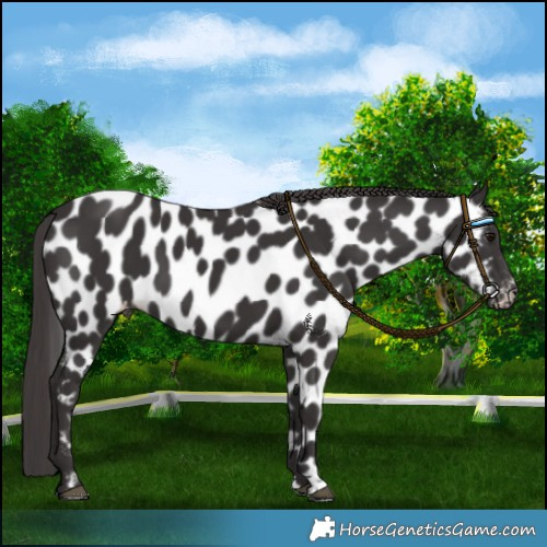 Horse Color:Smoky Black Near Leopard 