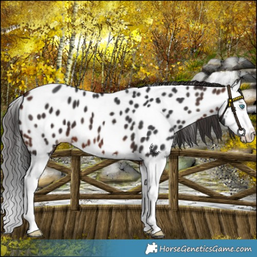 Horse Color:Bay Splash Appaloosa 