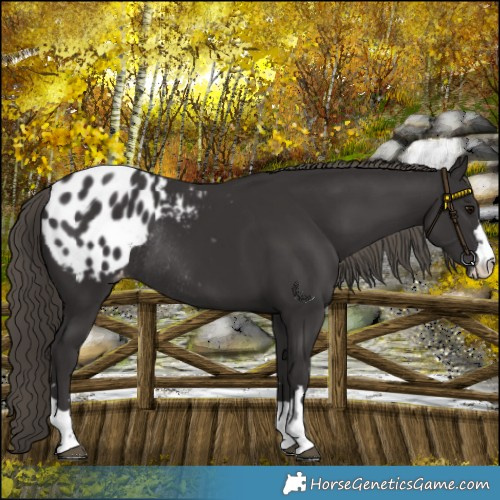 Horse Color:Smoky Black Appaloosa Rabicano 