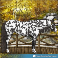 Horse Color:Smoky Black Near Leopard