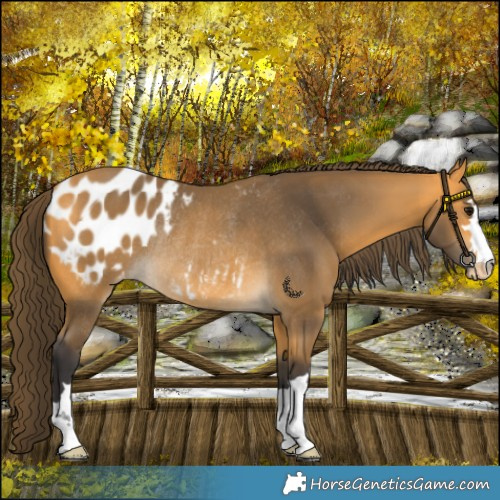 Horse Color:Buckskin Blanket Rabicano 