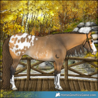 Horse Color:Buckskin Blanket Rabicano 