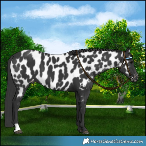 Horse Color:Black Near Leopard 