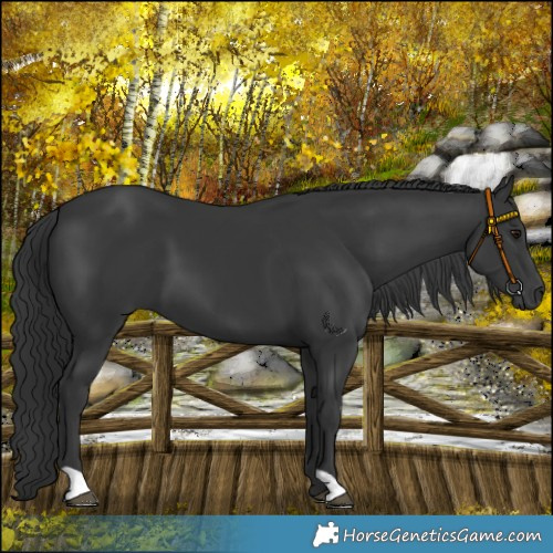 Horse Color:Black 