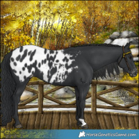 Horse Color:Black Blanket 