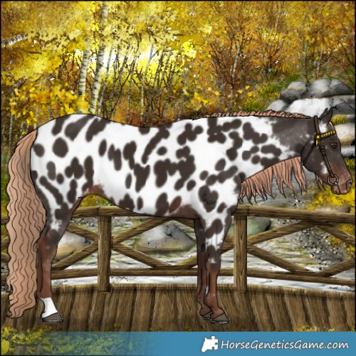 Horse Color:Liver Chestnut Near Leopard 
