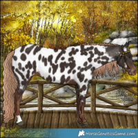 Horse Color:Liver Chestnut Near Leopard