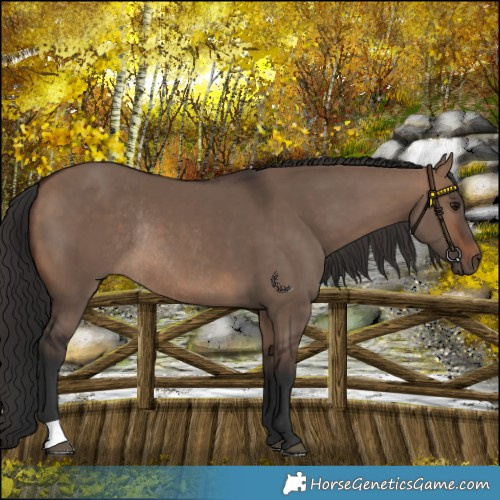 Horse Color:Brown Dun Rabicano 