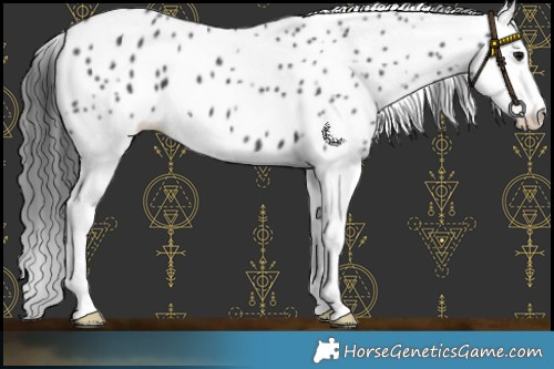 Horse Color:Black Splash Appaloosa